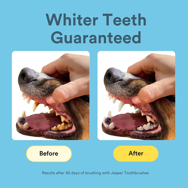 360º Dog Tooth Brushing (3)