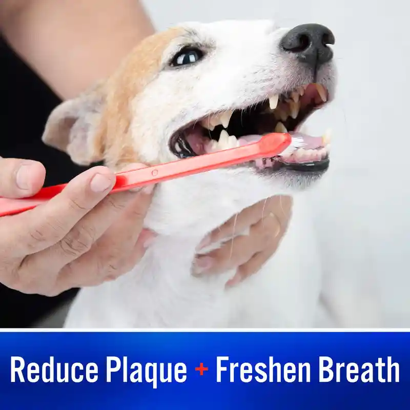 How to Choose the Best Pet Enzymatic Toothpaste Lidercare