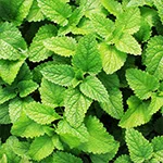 Classic Mint