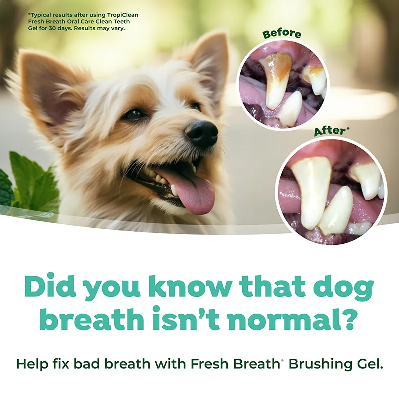 Oral Care Brushing Gel (5)