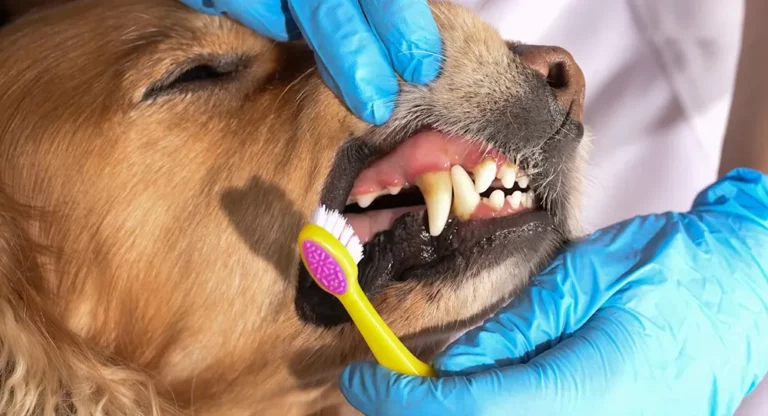 Pet Toothpaste Wholesale Suppliers