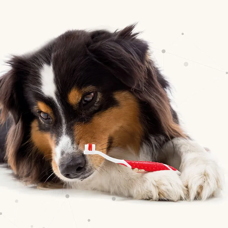 Toothpaste for Dogs and Cats (5)