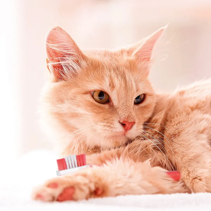 Toothpaste for Dogs and Cats (6)
