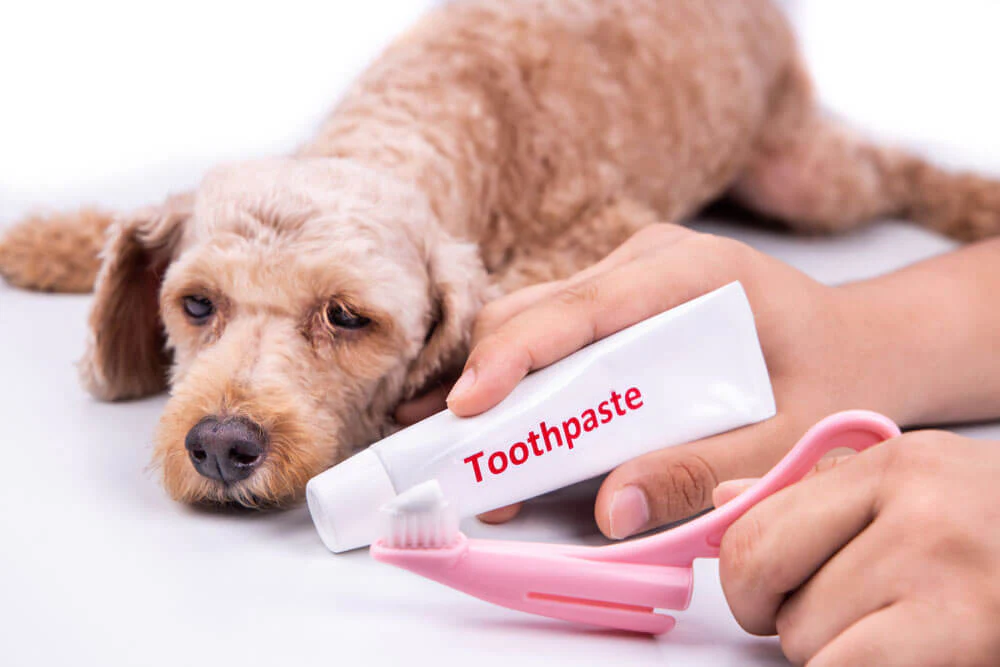 Top 8 Dog Toothpaste Manufacturers in Australia – Safe & FDA-Certified Pet Oral Care