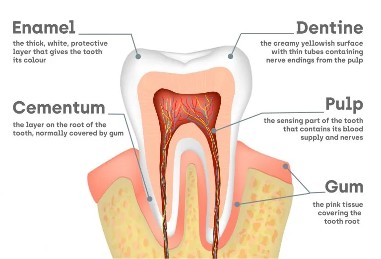 Capire la sensibilità dei denti