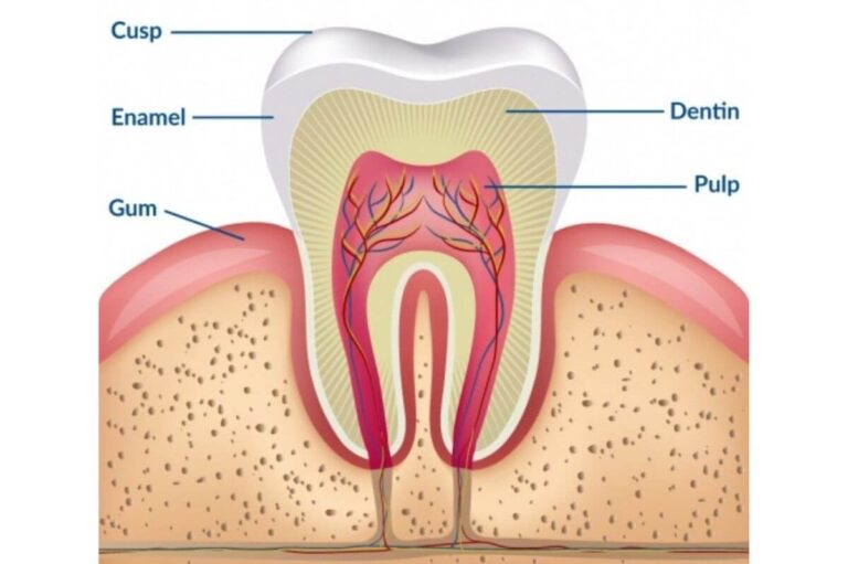 teeth-whitening-science-anatomy-of-a-tooth-c