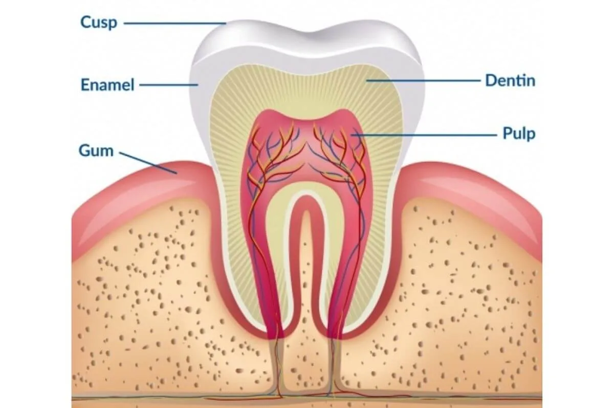 teeth-whitening-science-anatomy-of-a-tooth-c